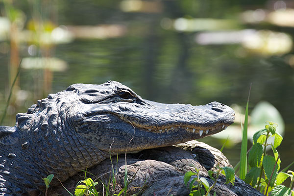 American Alligator (Alligator mississippiensis)