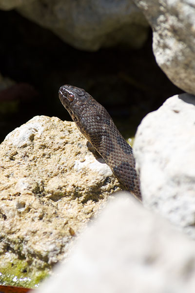 Brown Watersnake (Nerodia taxispilota)