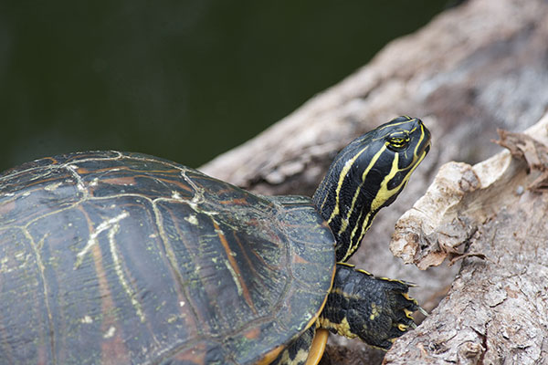 Florida Red-bellied Cooter (Pseudemys nelsoni)