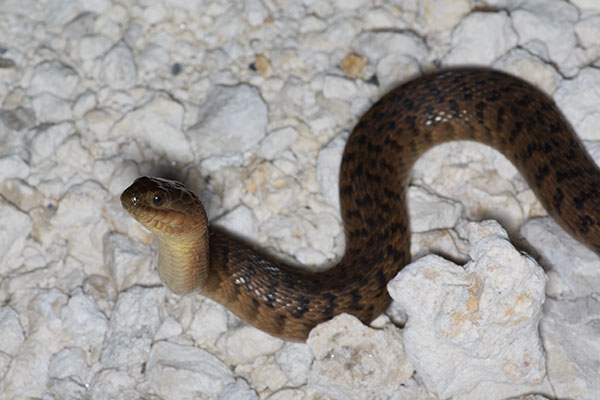 Florida Green Watersnake (Nerodia floridana)