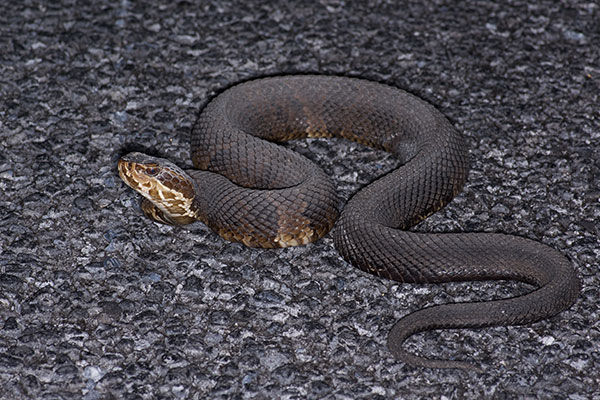 Florida Cottonmouth (Agkistrodon conanti)