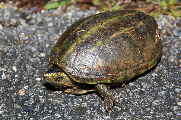 Striped Mud Turtle (Kinosternon baurii)