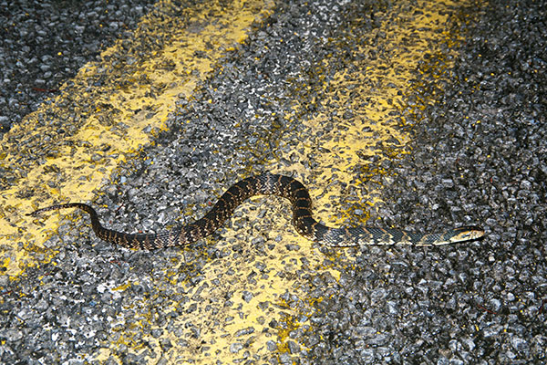 Florida Watersnake (Nerodia fasciata pictiventris)