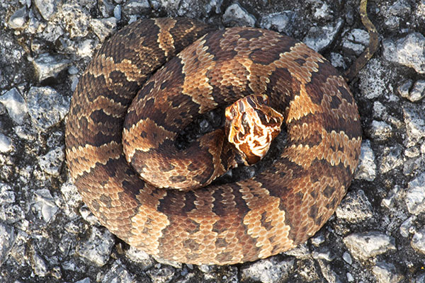 Florida Cottonmouth (Agkistrodon conanti)