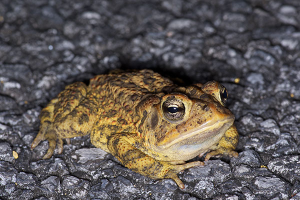 Southern Toad (Anaxyrus terrestris)