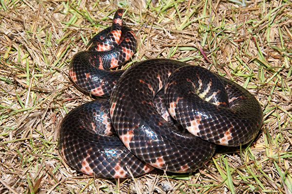 Eastern Mudsnake (Farancia abacura abacura)