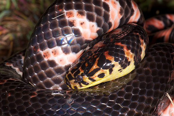 Eastern Mudsnake (Farancia abacura abacura)