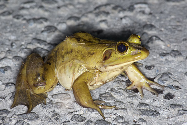 Pig Frog (Lithobates grylio)