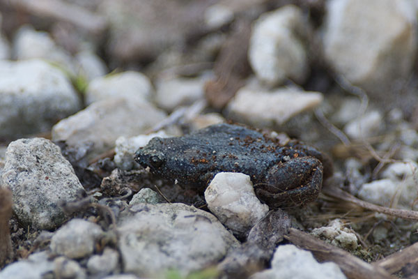 Eastern Narrow-mouthed Toad (Gastrophryne carolinensis)