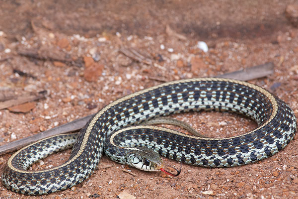 Eastern Gartersnake (Thamnophis sirtalis sirtalis)