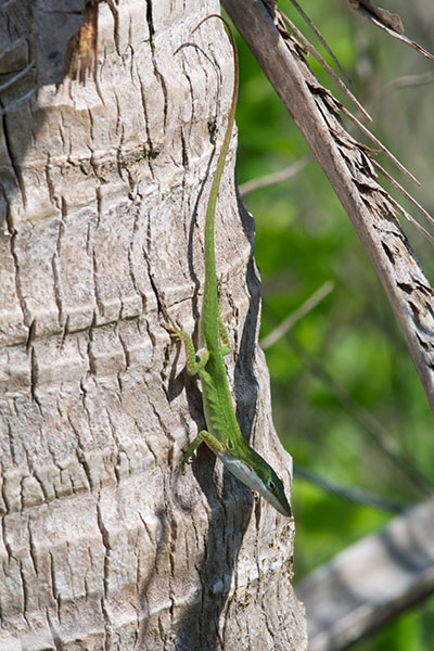 Green Anole (Anolis carolinensis)