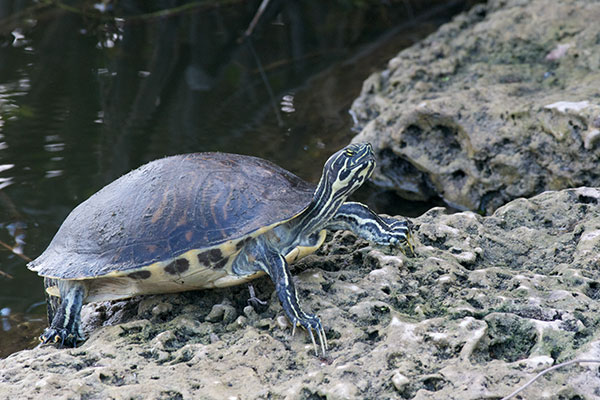 Peninsula Cooter (Pseudemys peninsularis)