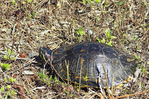 Red-eared Slider (Trachemys scripta elegans)