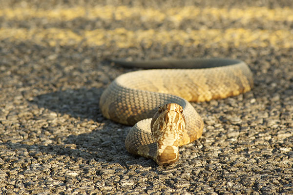 Florida Cottonmouth (Agkistrodon conanti)