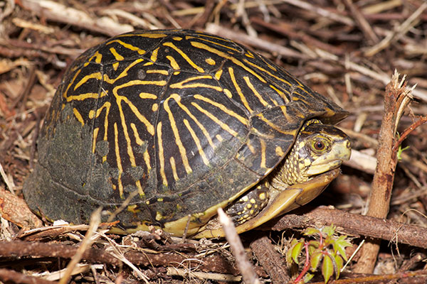 Florida Box Turtle (Terrapene baurii)