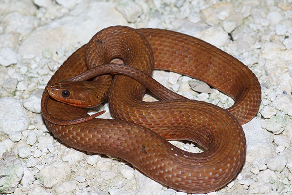 Mangrove Saltmarsh Watersnake (Nerodia clarkii compressicauda)