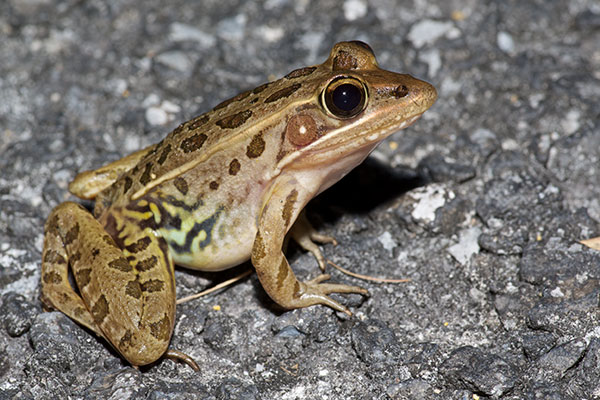 Florida Leopard Frog (Lithobates sphenocephalus sphenocephalus)