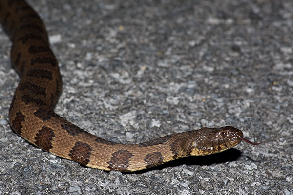 Brown Watersnake (Nerodia taxispilota)