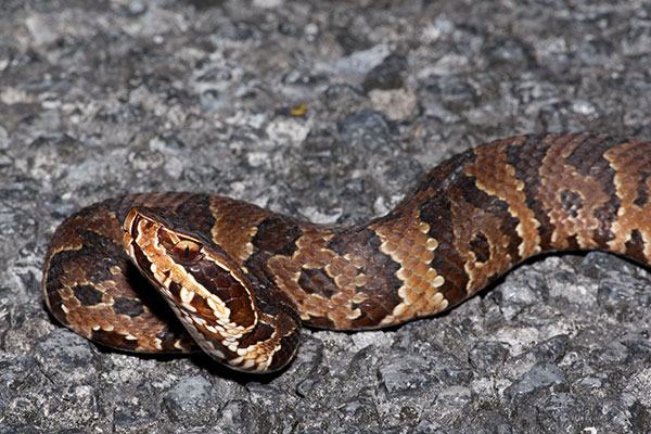 Florida Cottonmouth (Agkistrodon conanti)