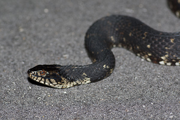 Florida Watersnake (Nerodia fasciata pictiventris)