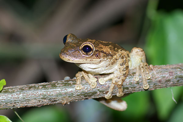 Cuban Treefrog (Osteopilus septentrionalis)