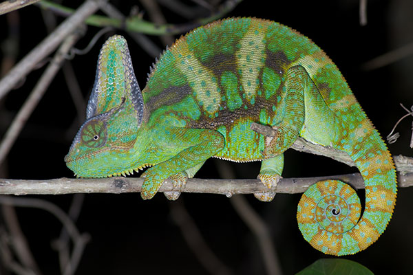 Veiled Chameleon (Chamaeleo calyptratus)