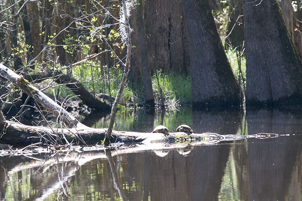 Yellow-bellied Slider (Trachemys scripta scripta)