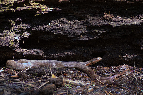 Plain-bellied Watersnake (Nerodia erythrogaster)