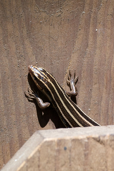 Common Five-lined Skink (Plestiodon fasciatus)