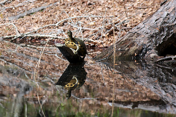 Yellow-bellied Slider (Trachemys scripta scripta)