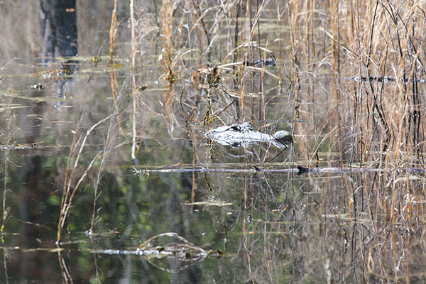 American Alligator (Alligator mississippiensis)