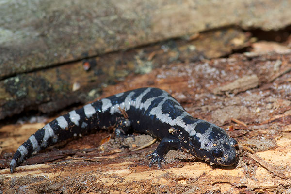 Marbled Salamander (Ambystoma opacum)