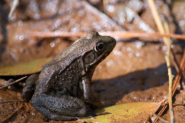 Green Frog (Lithobates clamitans)