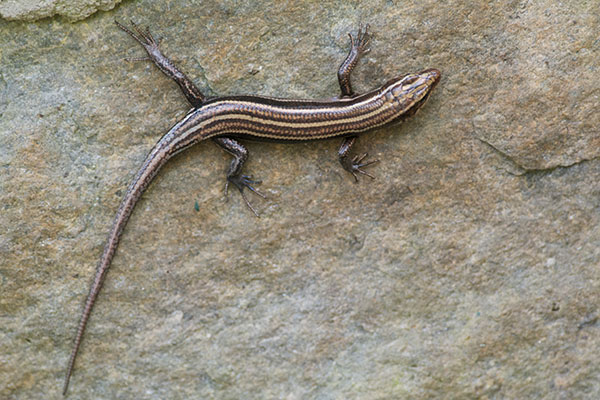 Common Five-lined Skink (Plestiodon fasciatus)