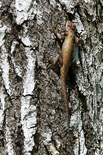 Eastern Fence Lizard (Sceloporus undulatus)