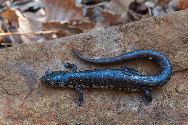 Atlantic Coast Slimy Salamander (Plethodon chlorobryonis)