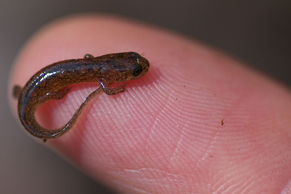 Seal Salamander (Desmognathus monticola)