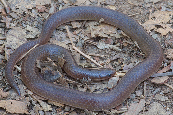 Eastern Wormsnake (Carphophis amoenus amoenus)