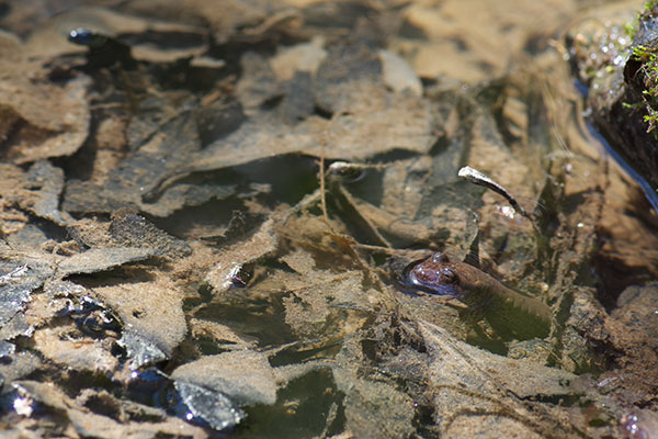 Southern Blackbelly Salamander (Desmognathus amphileucus)