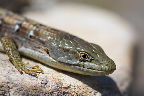 Woodland Alligator Lizard (Elgaria multicarinata webbii)