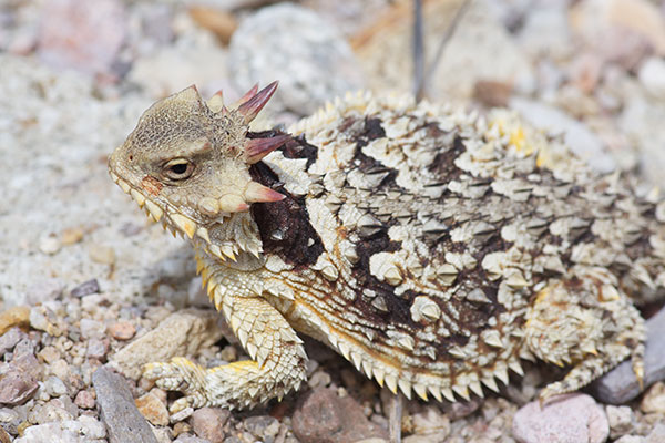 Blainville’s Horned Lizard (Phrynosoma blainvillii)