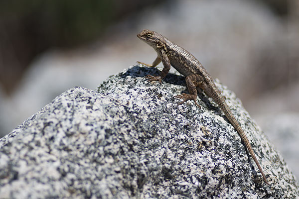 Coast Range Fence Lizard (Sceloporus occidentalis bocourtii)