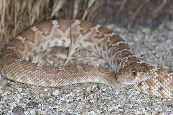 Red Diamond Rattlesnake (Crotalus ruber)