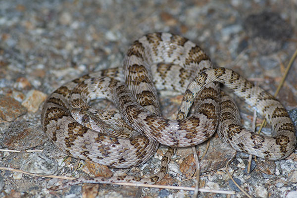 California Lyresnake (Trimorphodon lyrophanes)