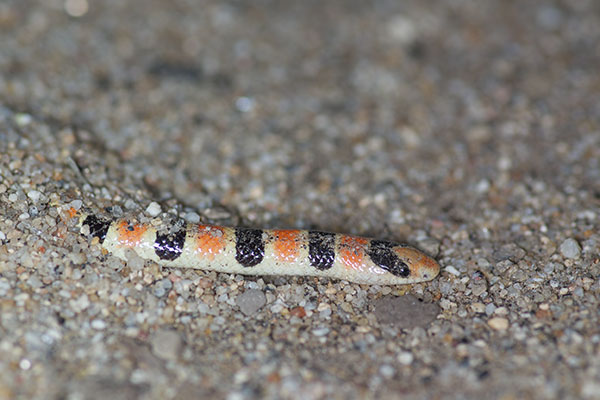 Colorado Desert Shovel-nosed Snake (Sonora annulata annulata)