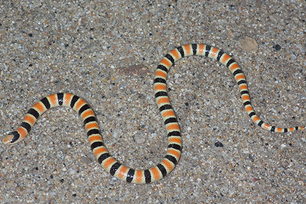 Colorado Desert Shovel-nosed Snake (Sonora annulata annulata)