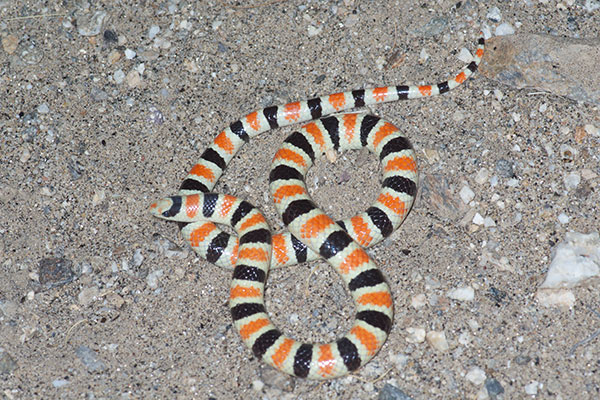 Colorado Desert Shovel-nosed Snake (Sonora annulata annulata)