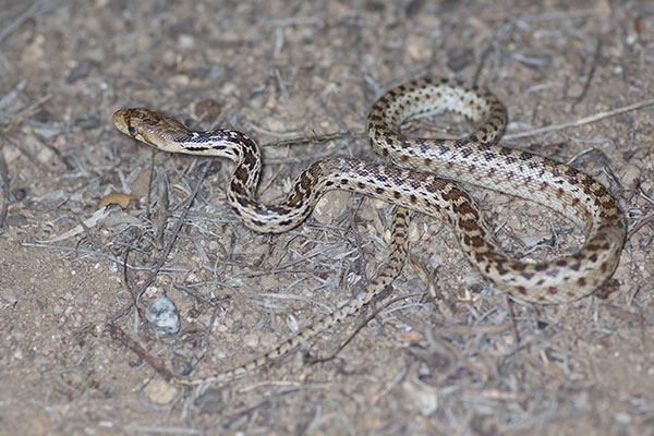 San Diego Gopher Snake (Pituophis catenifer annectens)