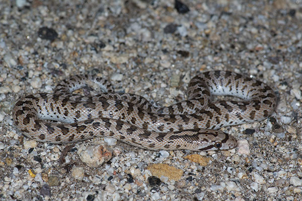 Desert Glossy Snake (Arizona elegans eburnata)