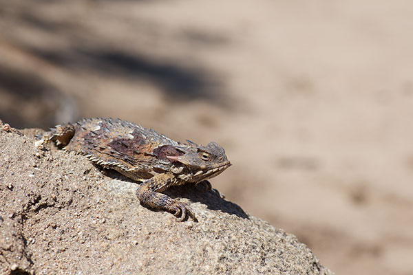 Blainville’s Horned Lizard (Phrynosoma blainvillii)